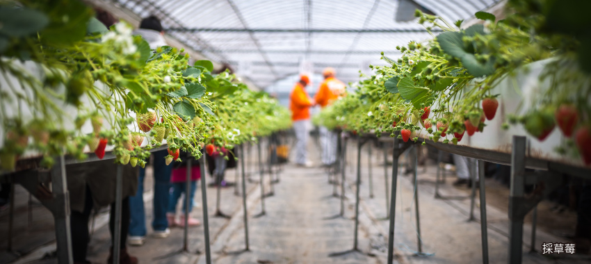 新鮮草莓吃到飽